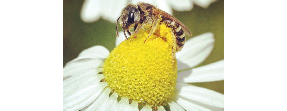 Buzzed with the Bees | Honey and Botanical Cocktails | July 21